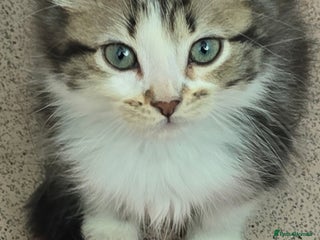 Mixed Breed cats - Advert 1