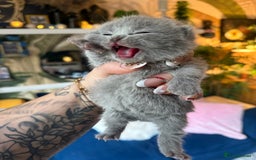 British Shorthair cats for sale: Outstanding kittens 😻 Champion line🥇🏆😻 - Image 28
