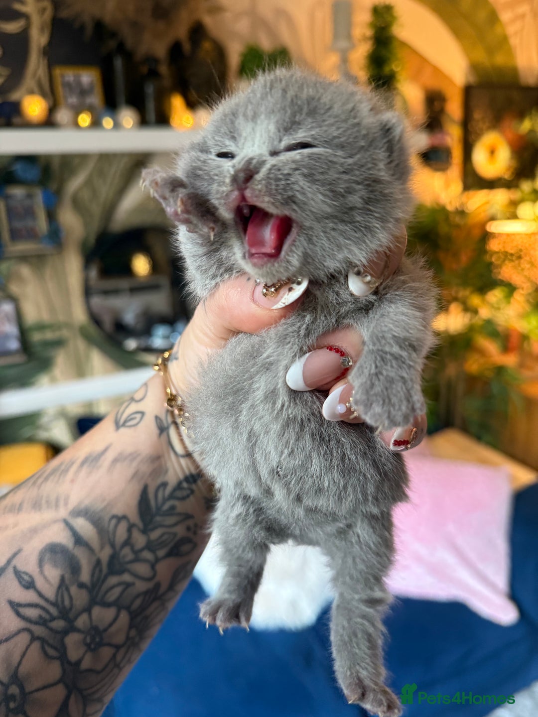 British Shorthair cats for sale: Outstanding kittens 😻 Champion line🥇🏆😻 - Image 28