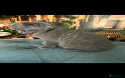 British Shorthair cats for sale: Beautiful British shorthair kittens 🐱 🥰 - Advert 2