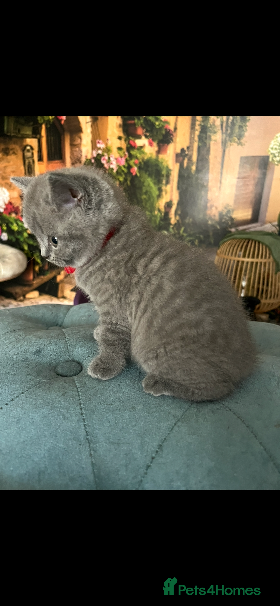 British Shorthair cats for sale: Beautiful British shorthair kittens 🐱 🥰 - Advert 2