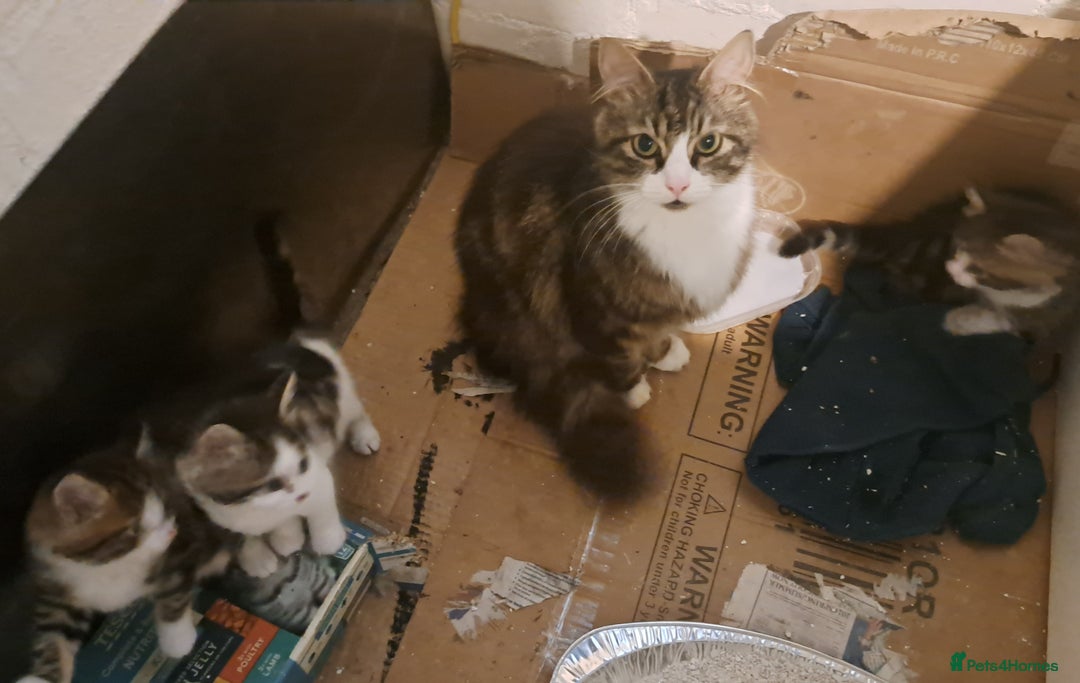 Maine Coon cats for sale: Maine Coon X kittens  - Image 12