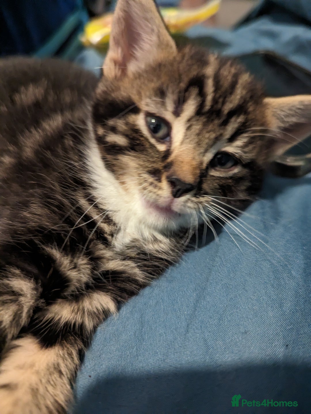 Domestic Shorthair cats for sale: 4 beautiful kittens - Image 14