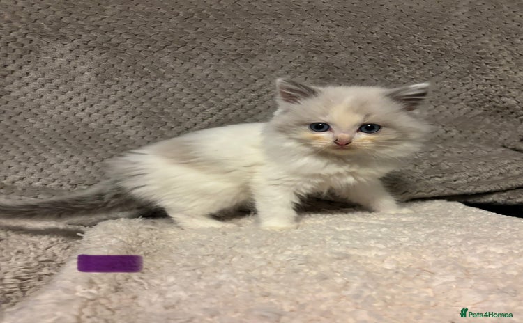 Ragdoll cats Purebred Ragdoll Kittens - Advert 11