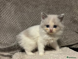Ragdoll cats Purebred Ragdoll Kittens - Advert 6