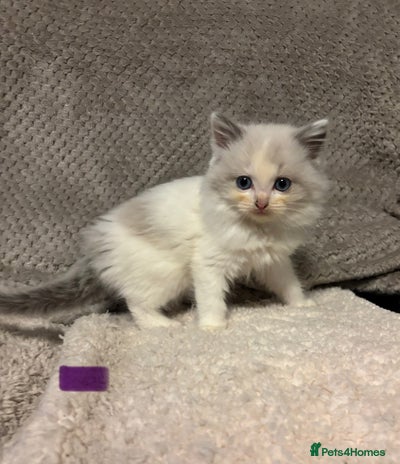 Ragdoll cats Purebred Ragdoll Kittens - Advert 11