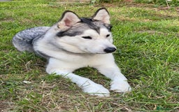 Alaskan Malamute dogs for sale: Malamute/husky - Image 3