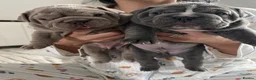 English Bulldog dogs for sale: 2 beautiful English Bulldog puppies 🥰🐶 - Advert 9