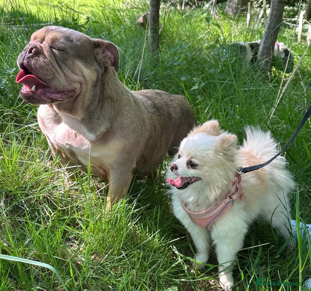 Pomeranian dogs for sale: Gorgeous KCreg female Pomeranian  - Image 12