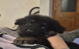 German Shepherd dogs for sale: Female german shepherd ready now - Image 2