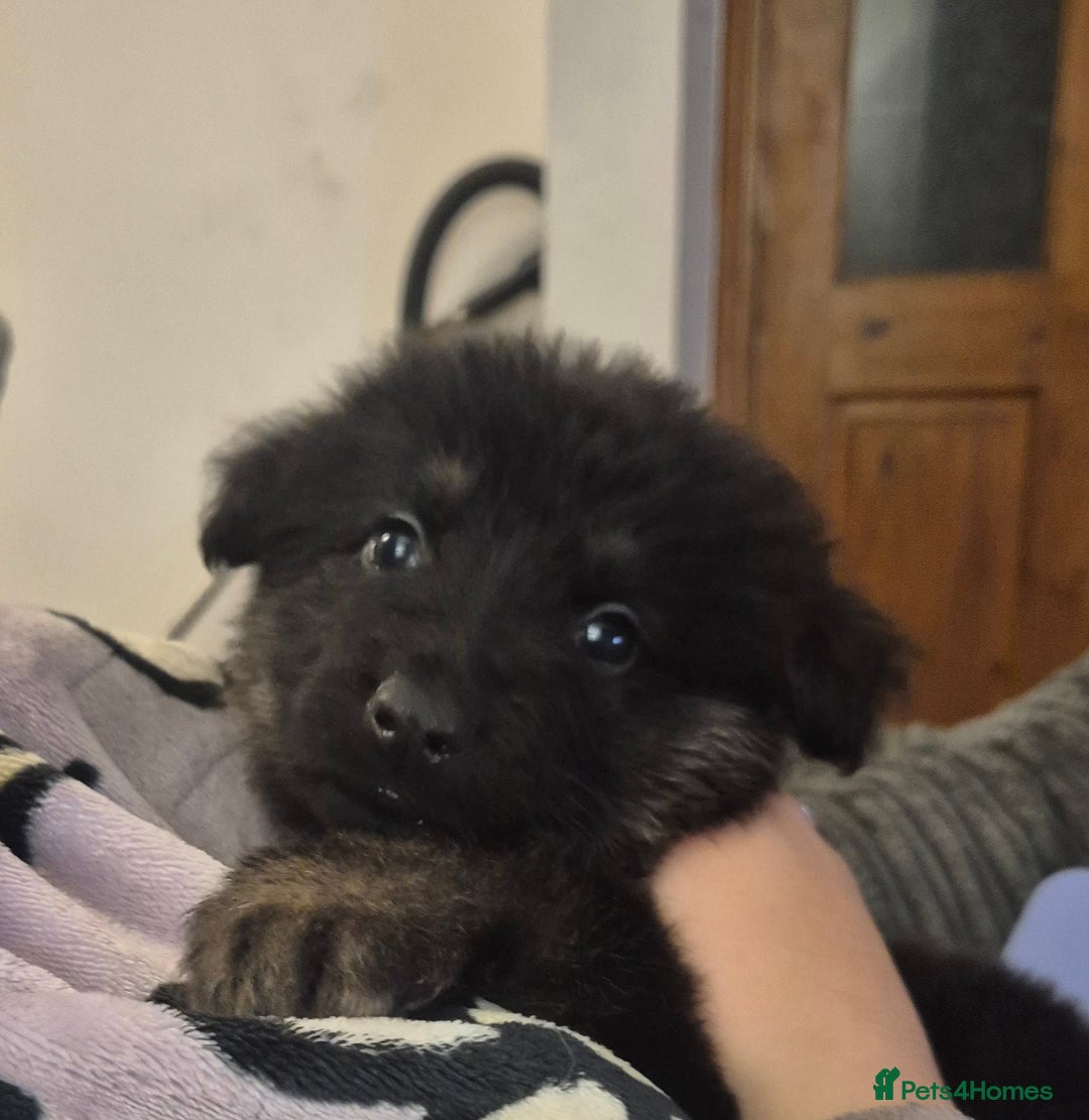German Shepherd dogs for sale: Female german shepherd ready now - Image 2