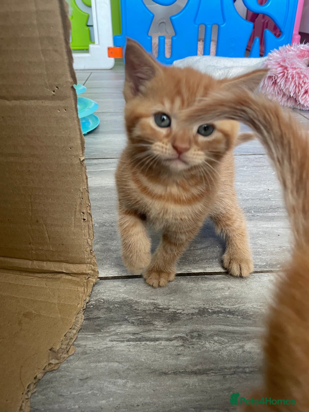 Mixed Breed cats for sale: Part Mainecoon Ginger Litter - Image 36
