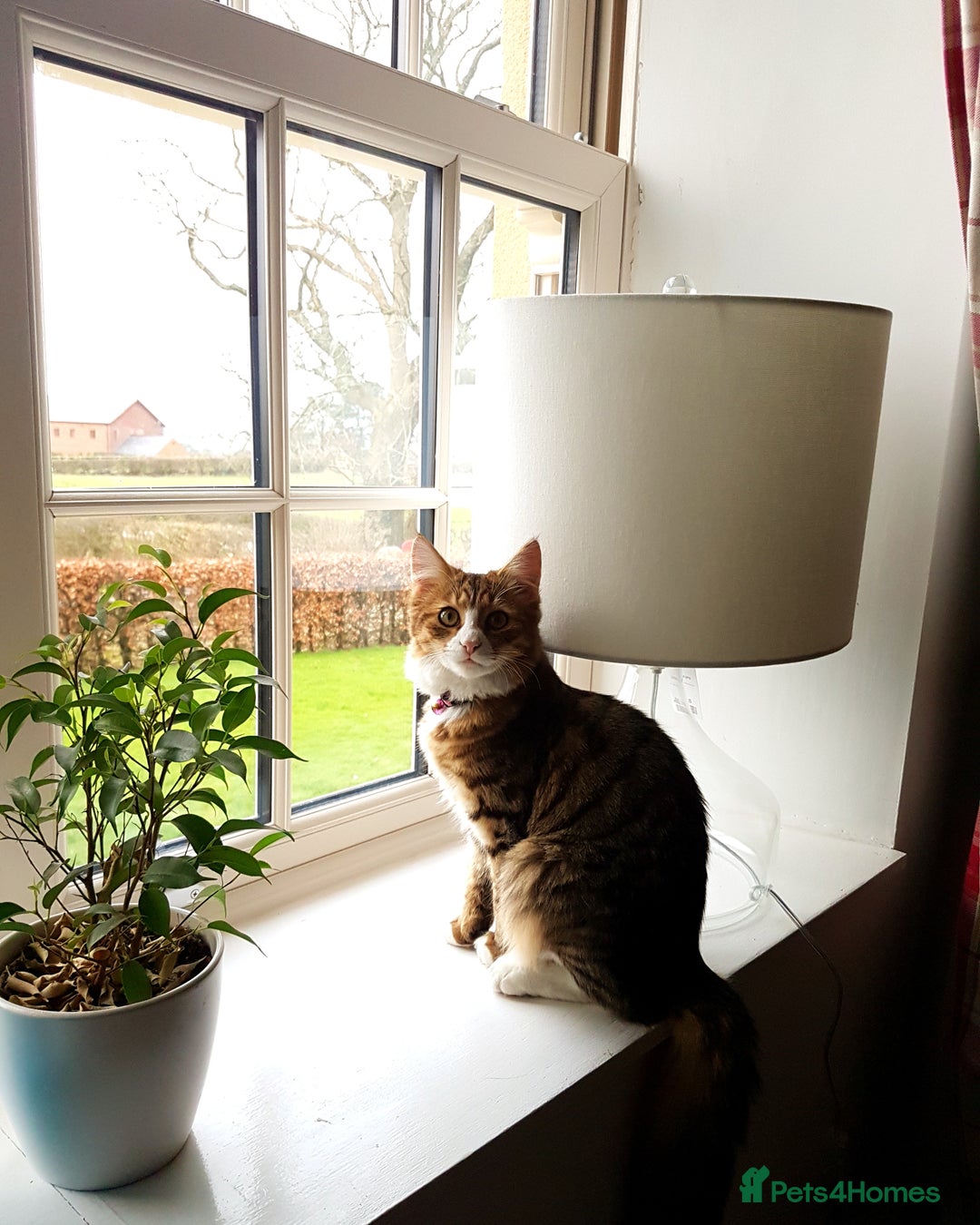 Mixed Breed cats for sale: 2 Beautiful b+w kittens Ready Now ( 2 left) - Image 11