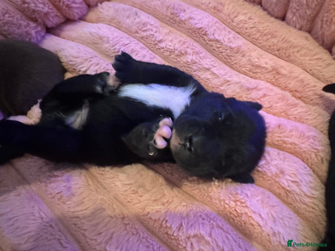 Mixed Breed dogs for sale: Shar Pei cross breed X Labrador Puppies  - Advert 34