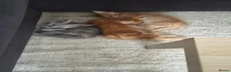 Maine Coon cats for sale: Maine coon kitten for sale - Advert 7