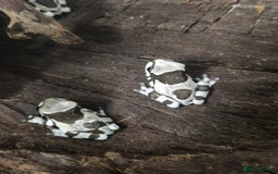 Frog reptiles for sale: Amazon milk frogs - Image 6