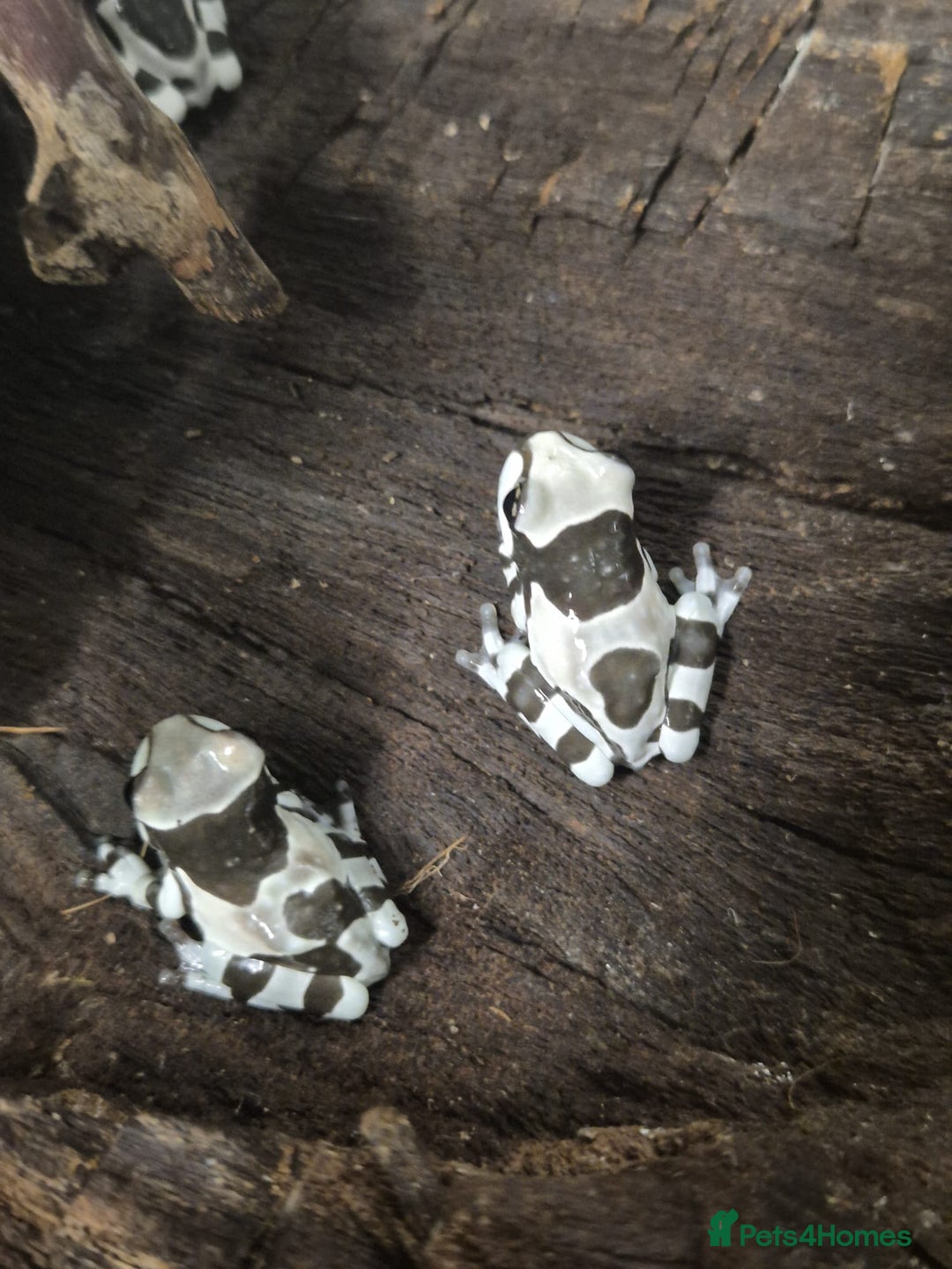 Frog reptiles for sale: Amazon milk frogs - Image 6