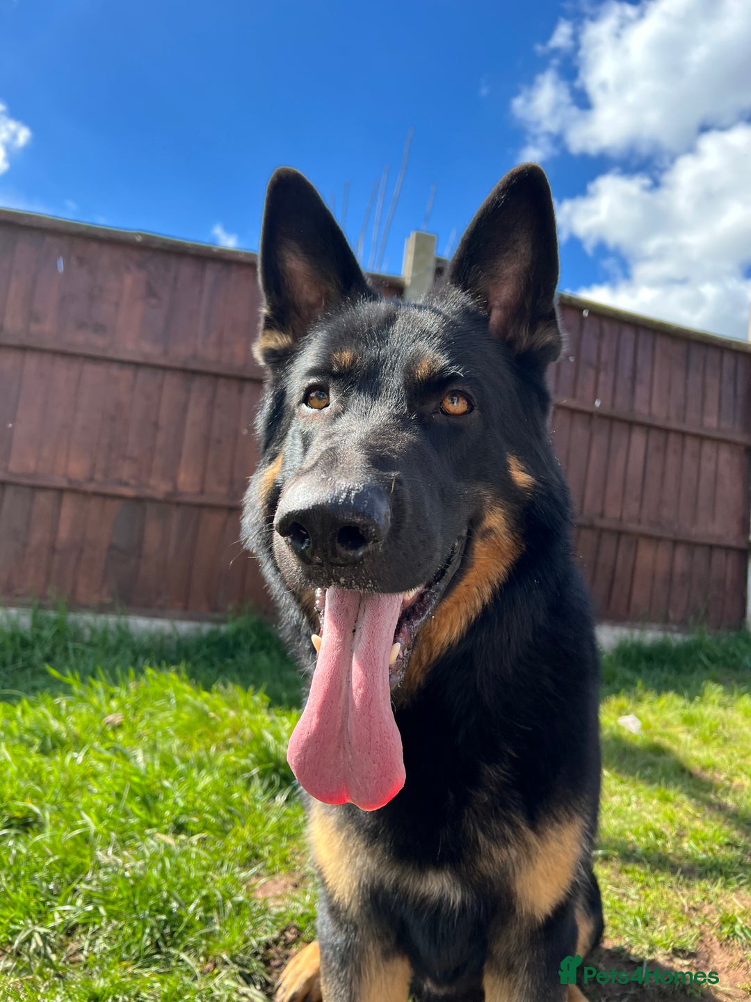 German Shepherd dogs for sale: 5 Year Old German Shepherd for Rehoming - Image 6