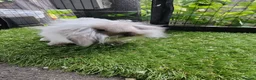 Mini Lop rabbits for sale: Seal point mini lop and lion lop baby rabbits - Advert 2