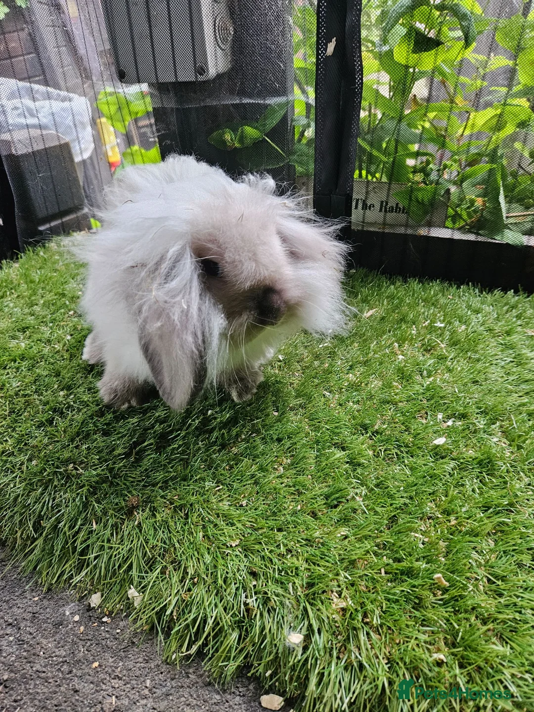 Mini Lop rabbits for sale: Seal point mini lop and lion lop baby rabbits - Advert 2