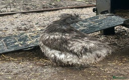 Chickens poultry for sale: Grey silkie Hen  - Image 2