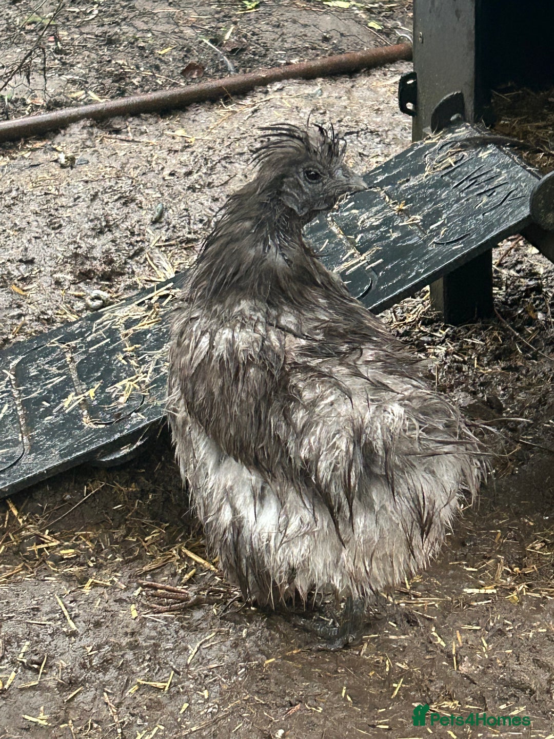 Chickens poultry for sale: Grey silkie Hen  - Image 2