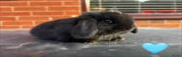 Mini Lop rabbits for sale: 🐰 Adorable Mini Lops 🐰  - Advert 10