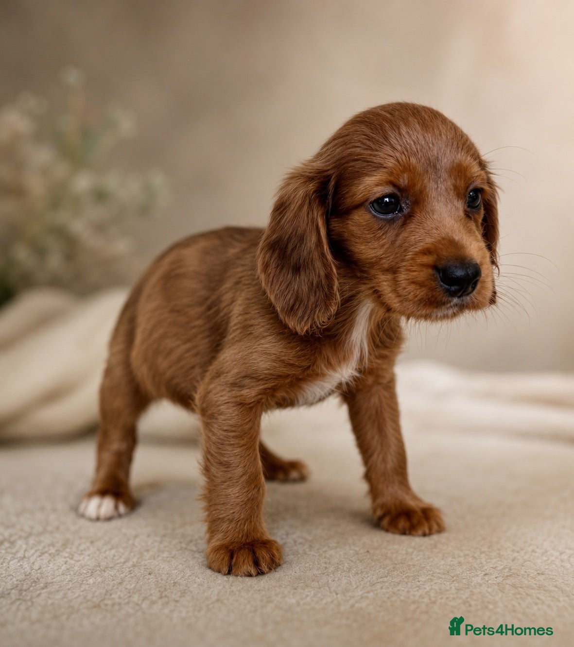 Mixed Breed dogs REDUCED Cavapoo x Cocker Merle, choc, tri, tan - Advert 2