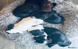 Cocker Spaniel dogs for sale: KC Registered Working Cocker Spaniel puppies - Image 22