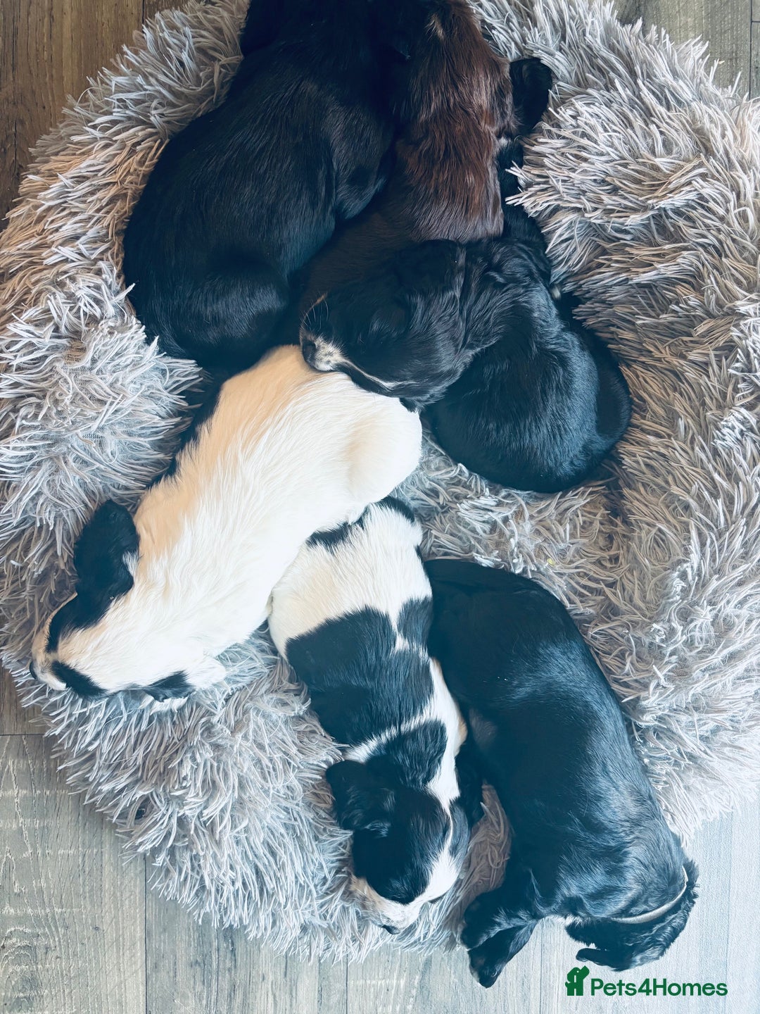 Cocker Spaniel dogs for sale: KC Registered Working Cocker Spaniel puppies - Image 22