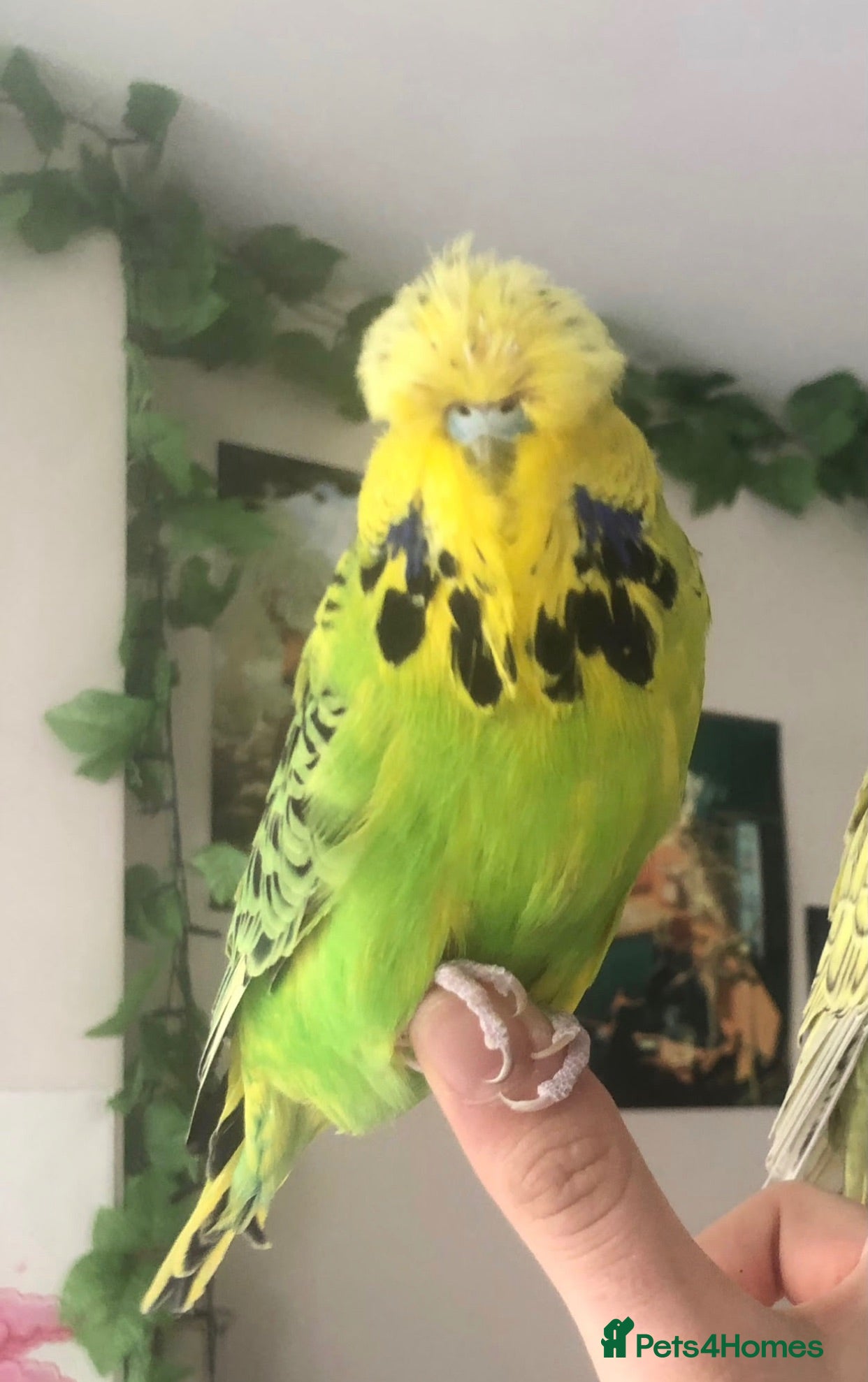 Budgerigars birds Pair of Tame Exhibition Budgies - Advert 17