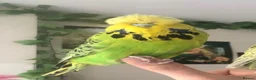 Budgerigars birds for sale: Pair of Tame Exhibition Budgies - Advert 1