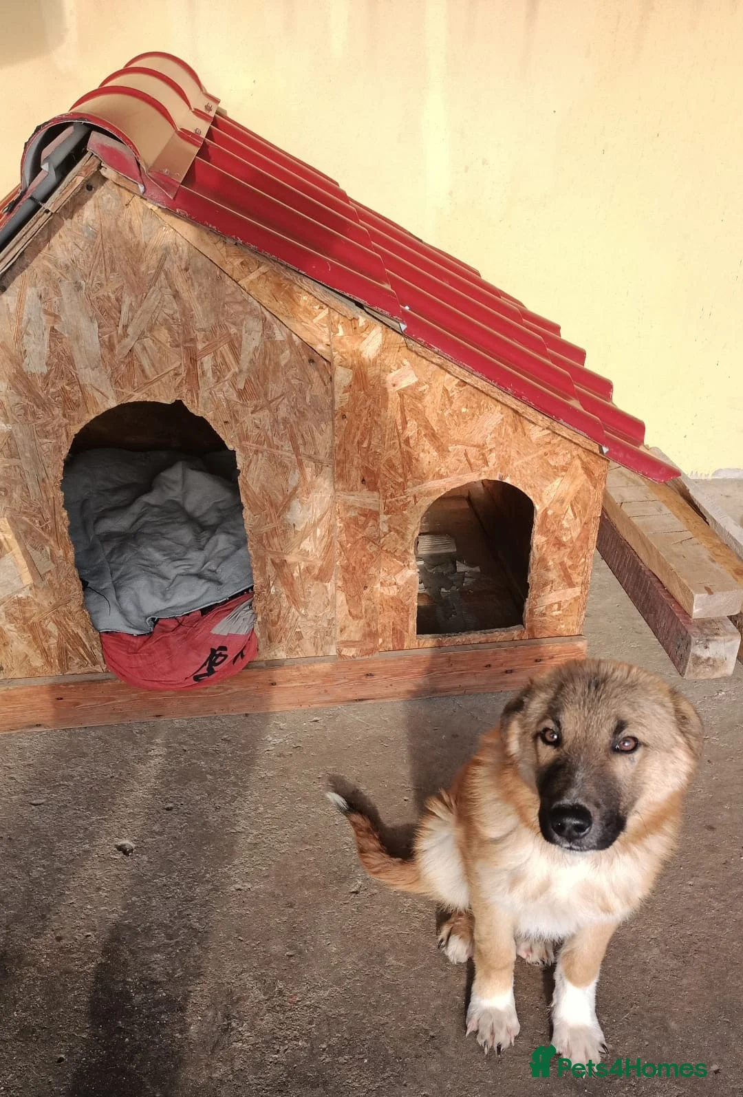 Mixed Breed dogs for adoption: 🐾Meet CHARLIE🐾 - a Lovely Boy for a Loving Home - Advert 5