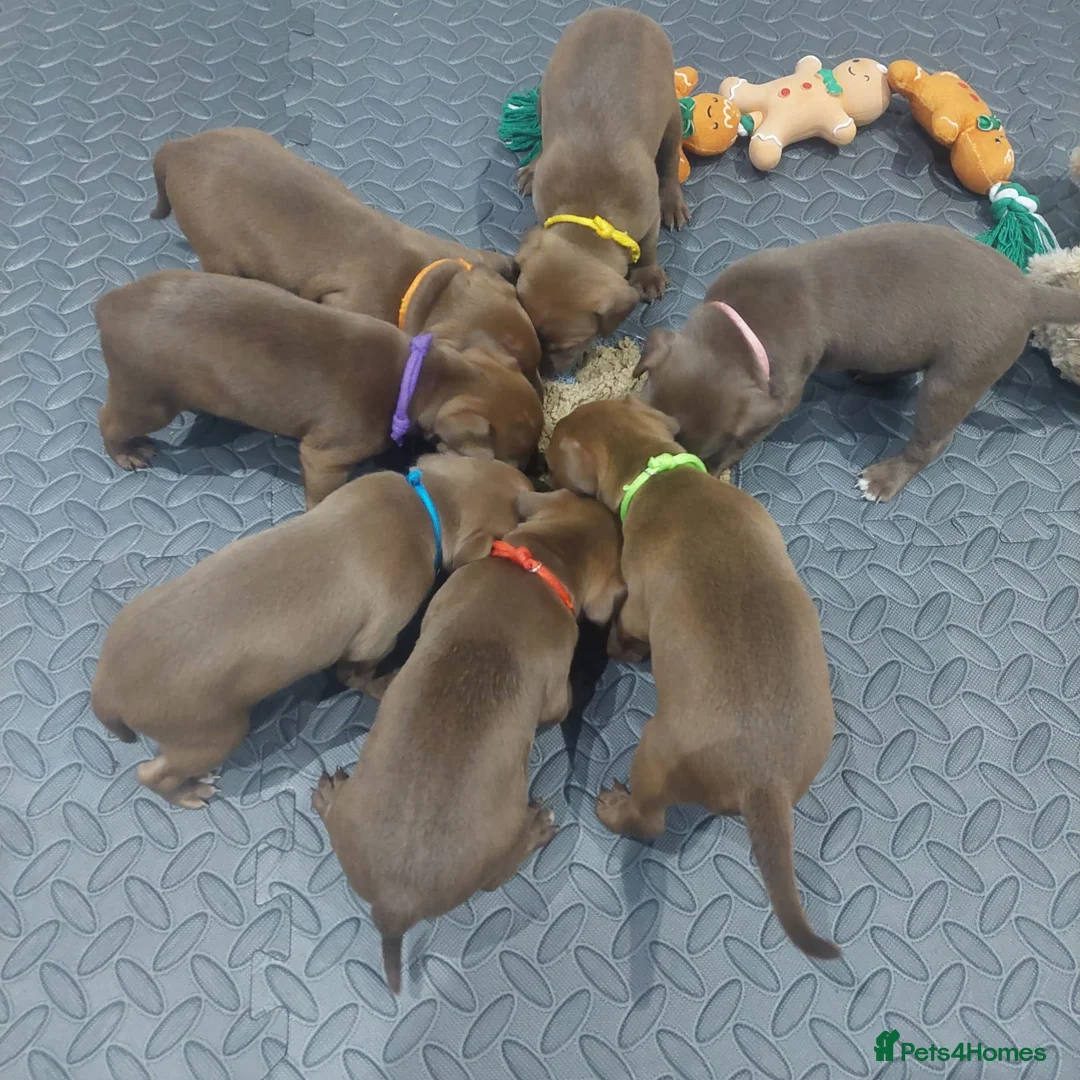 Patterdale Terrier dogs for sale: Chocolate patterdale puppies  - Advert 2