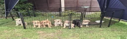 Labrador Retriever dogs for sale: READY TO GO. 2 AVAILABLE. Labrador Pups. KCreg. - Advert 17