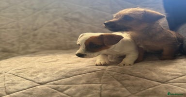 Jack Russell dogs - Advert 11
