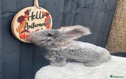 Angora rabbits for sale: Angora max faced bunny  - Image 7