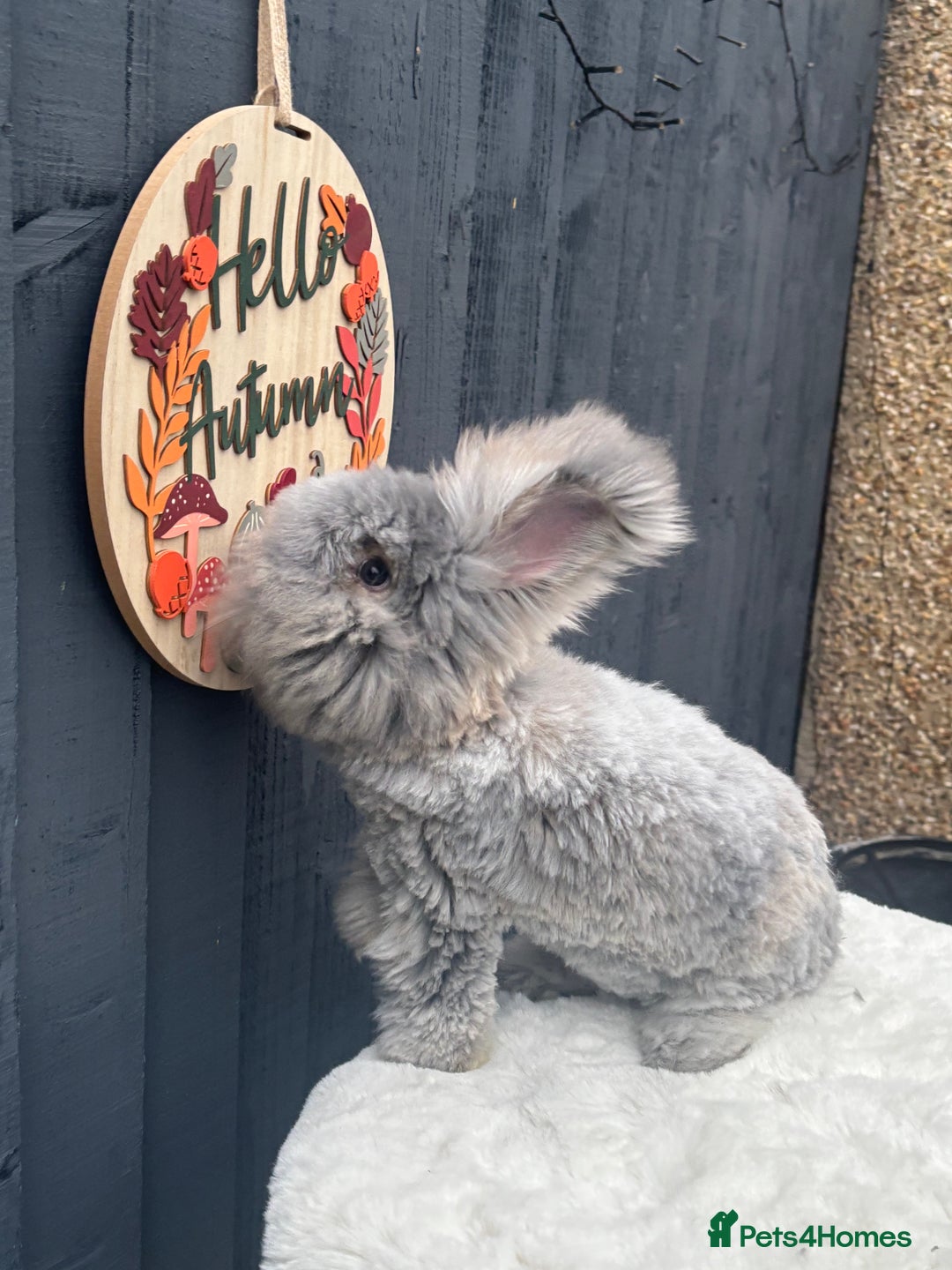 Angora rabbits for sale: Angora max faced bunny  - Image 7
