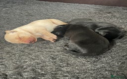 Labrador Retriever dogs for sale: Labrador Pups  - Image 4