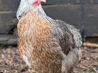 Chickens poultry Crested Cream Legbar - Blue Egg Layer in Preston - Advert 3