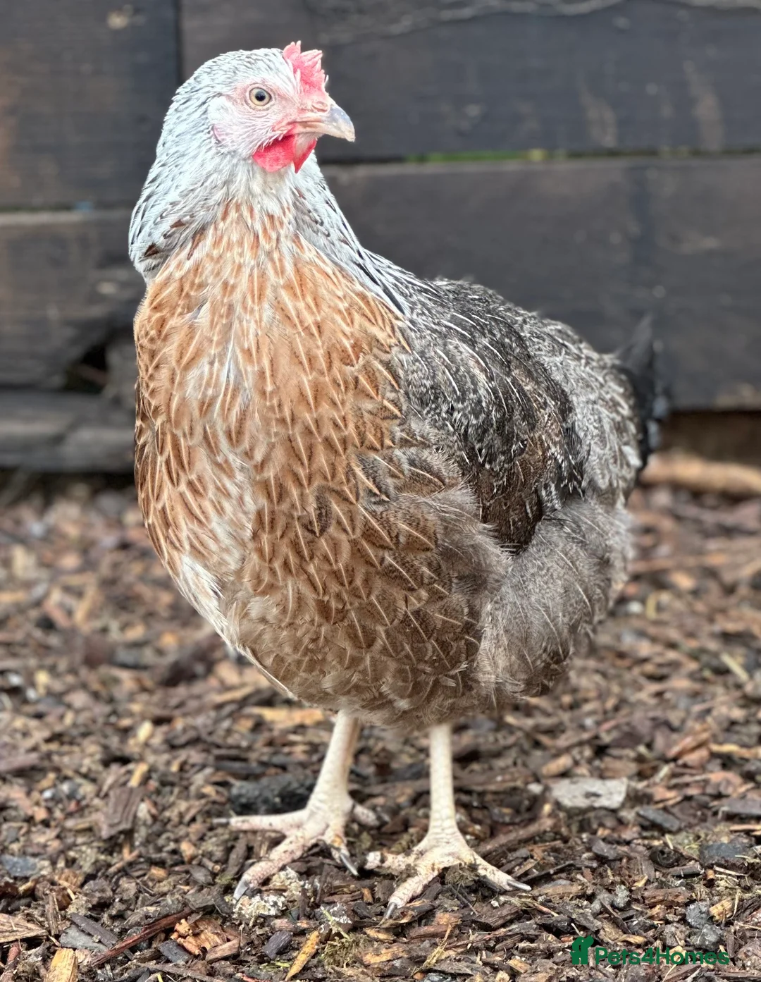 Chickens poultry for sale: Crested Cream Legbar - Blue Egg Layer  in Preston - Advert 1