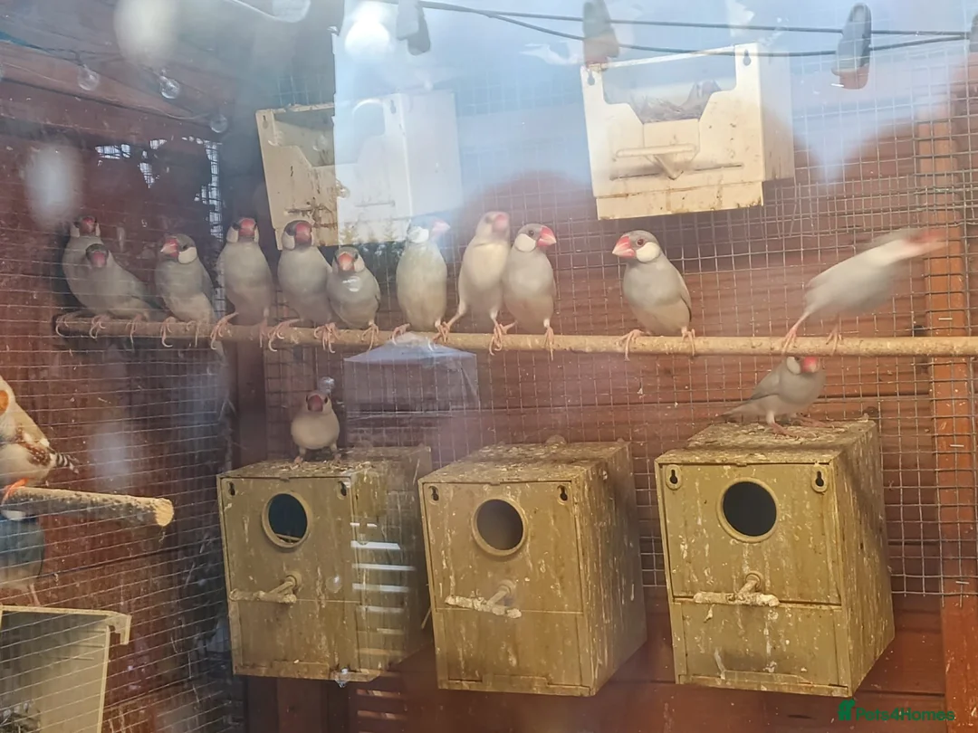 Finches birds for sale: Zebra finches and Silver Java Sparrows - Advert 2