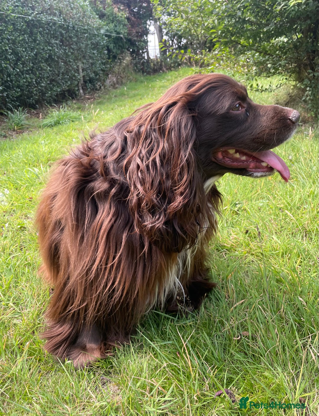 Sprocker dogs for stud: Dexter Sprocker - Image 13