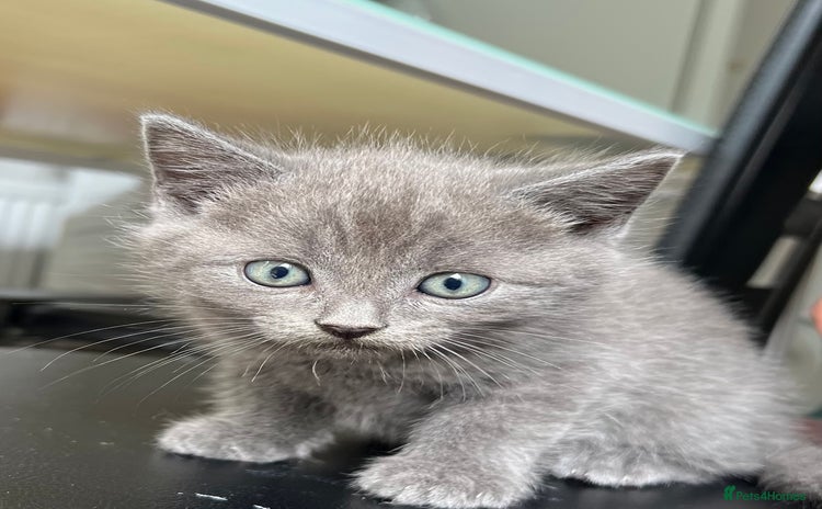 Mixed Breed cats - Advert 16