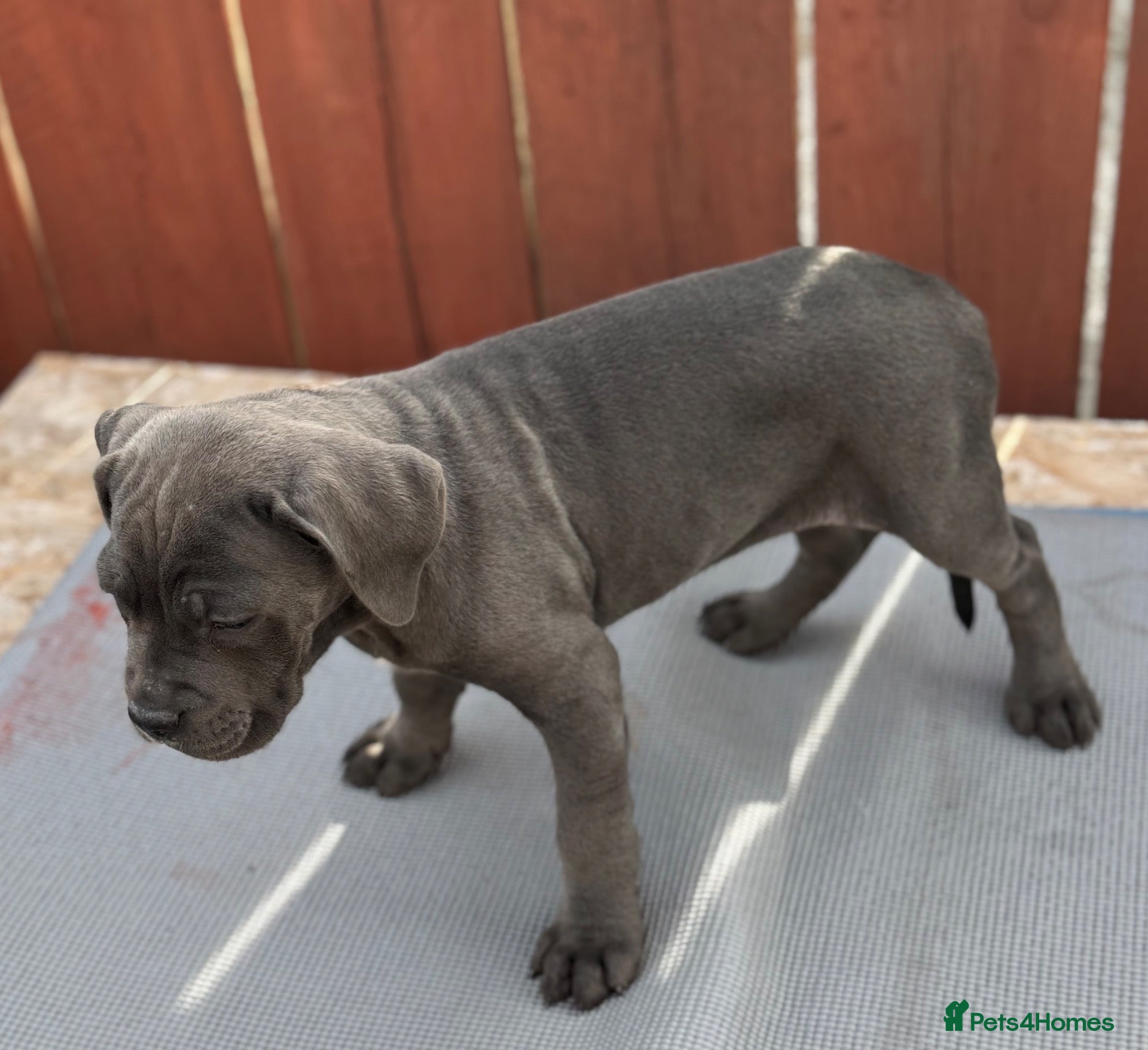 Cane Corso dogs  PREMIUM CHAMPION BLOODLINE CANE CORSO PUPPIES  - Advert 2