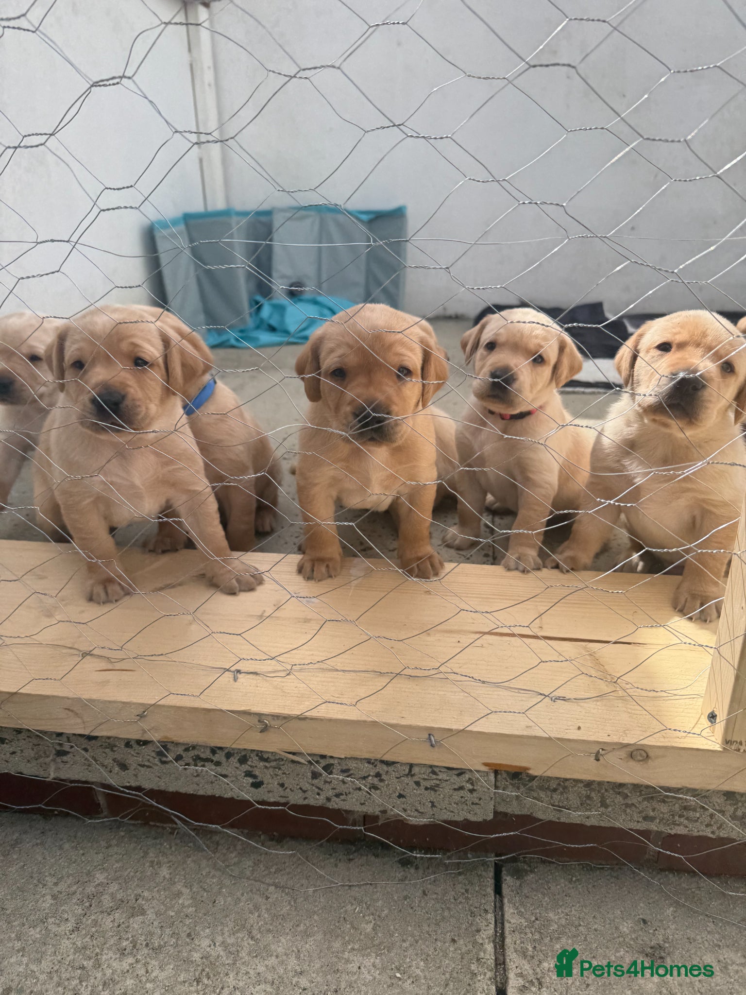Labrador Retriever dogs Gorgeous Labrador puppies  - Advert 2
