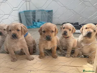 Labrador Retriever dogs KC Reg Fox Red / Blonde Lab Puppies – Home Reared - Advert 3