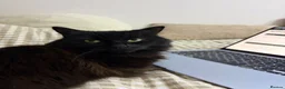 Mixed Breed cats for sale: Looking for a Forever Home (Urgent) - Advert 8