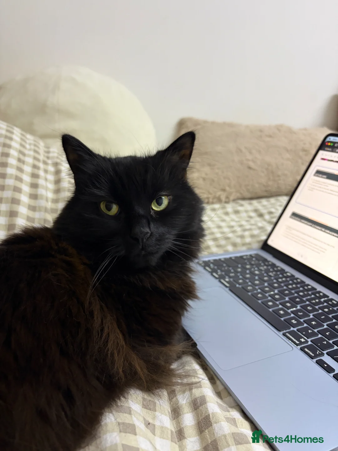 Mixed Breed cats for sale: Looking for a Forever Home (Urgent) - Advert 8
