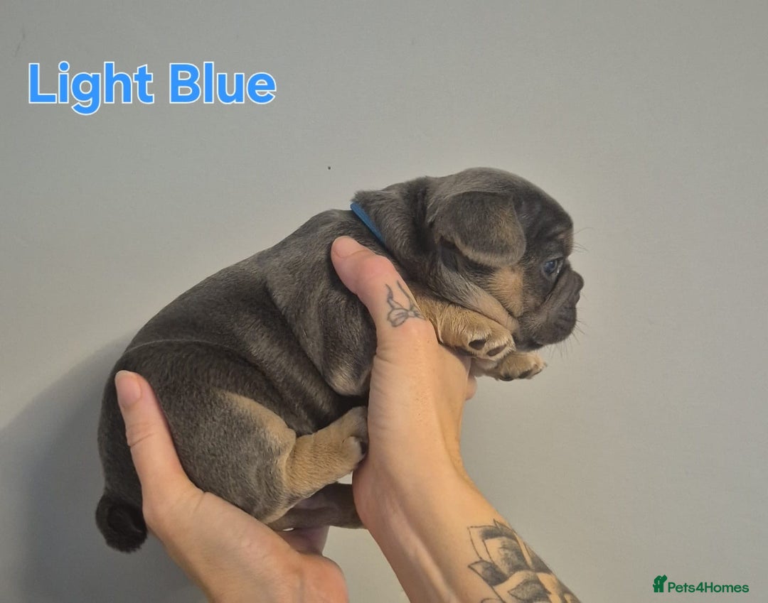 French Bulldog dogs for sale: Beautiful KC French bull dog puppies - Image 10